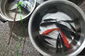 2021.1.18梦见我抓了很多鱼图片