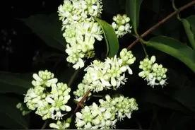 七子花，花红白相间，干洁白光滑，堪比紫薇图片