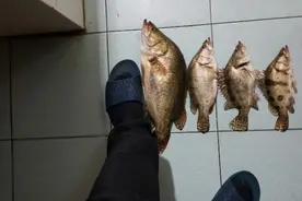 回忆手杆钓鳜鱼图片