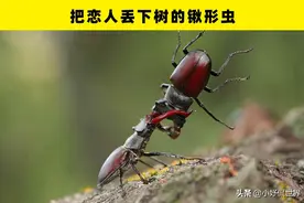 真实存在地球上的5种奇妙的动物事实图片