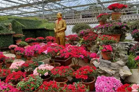 杜鹃花盆景图片