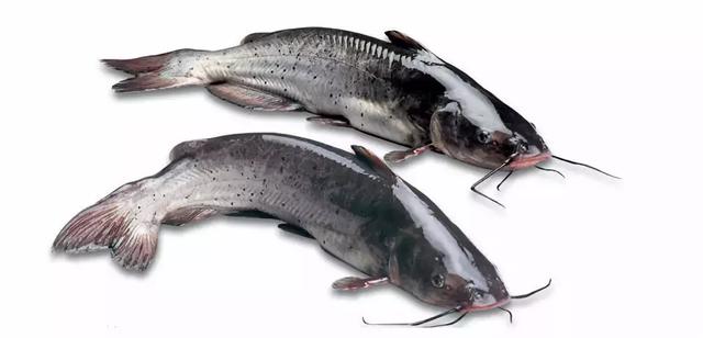 温差变化大，池塘出现泡沫油膜可以这样处理