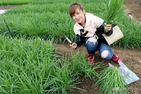 韭菜喜欢什么肥料？怎么施肥产量高？用好肥韭菜长得黑亮又粗壮图片