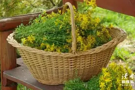 你的善良，必须有点儿锋芒图片