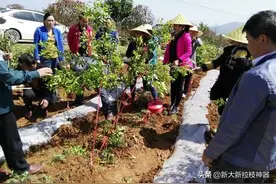 这些果树拉枝的方法您中招了几个？图片