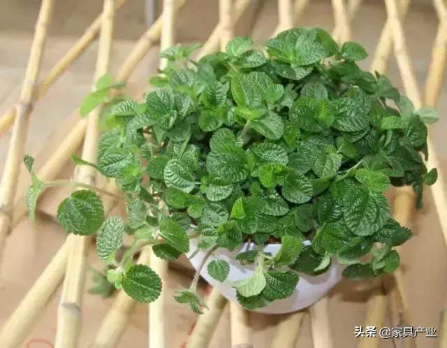 家里有个吸烟的人？这8种花可以帮你吸走烟气