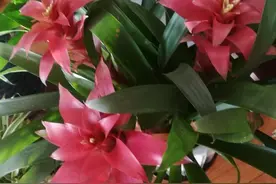 花生不压榨能成为花生油吗？图片
