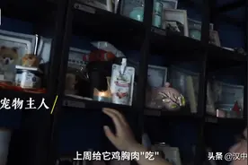 体验丨宠物殡葬师职业体验，有人曾通宵和宠物告别图片