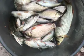 第一次来贾鲁河东段，没想到收获还可以图片