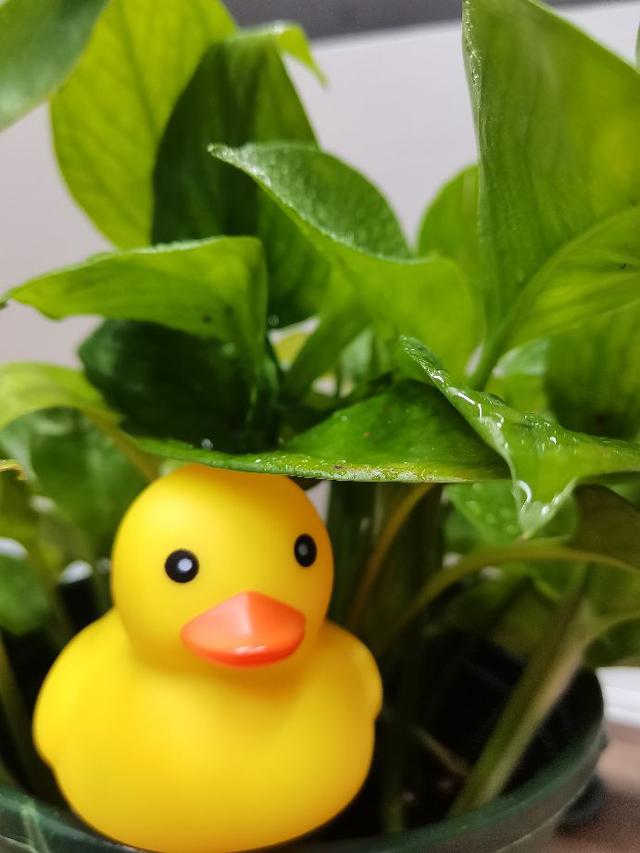 支付宝花呗怎么关闭