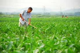 哪些蔬菜可耐40度高温？老农推荐5种耐热菜，这个季节就能种图片