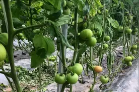 番茄青枯病治不住？教你一个防治方法，很实用图片