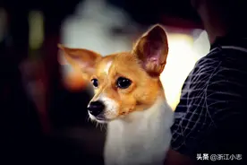 动物的世界图片