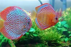 怎么养好七彩神仙鱼？为什么它这么贵？怎么挑选七彩神仙鱼图片