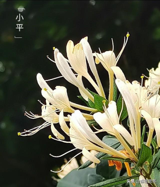 鐤插姵涓撲笟钀ュ吇璋冪悊鍏泭绉戞櫘