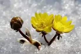 吉林的冰凌花开了！像逆行的医者一样破冰而出，应该叫它“英雄花”图片