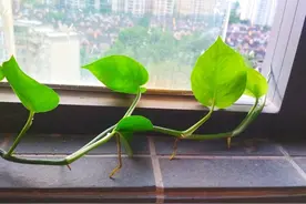 生活中的小植物----绿萝图片