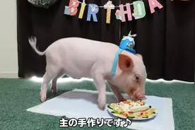 网友崩溃！日本博主视频记录养猪100天，然后做成烤乳猪吃了图片