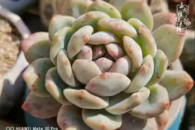 又到多肉变美时，一切都鼓励我积极向前图片