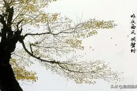 昨夜西风凋碧树图片