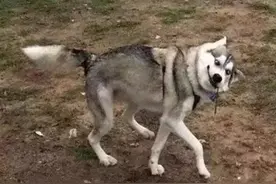 哈士奇的家族排行图片