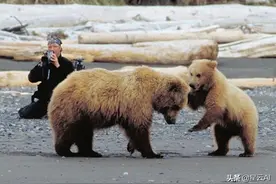 他花费13年保护灰熊，却被灰熊活吃，6分钟录音记录下了啃食过程图片