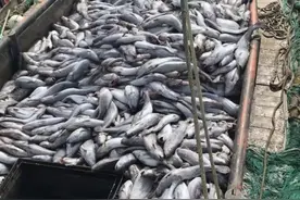 大丰收！一网捞起200万元！浙江一渔民捕获4万斤超大米鱼群图片