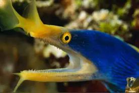 这些奇特的海洋生物，引人注目图片