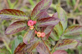 树上结了“南瓜”，吃了有大用，卖好几十元一斤，农民却不愿采摘图片