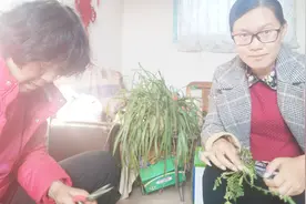 农村荠菜鲜嫩肥美营养丰盛但是这三种人一定不要吃哦！视频封面