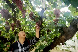 最高售价每斤300元！涿鹿温泉屯镇百年葡萄开摘了图片