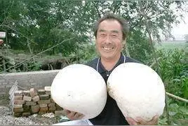 捡蘑菇的山里人那些真事，比水缸大的蘑菇，遇见巨蟒和“蚂蚁坟”图片