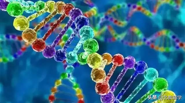 「高考·生物」高中生物重要规律性关系、公式精华汇总