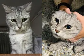 猫咪打喷嚏，突然露出“绿色鼻毛”，主人抽出后感叹：好长！图片