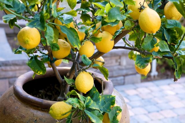 在阳台种这9种水果，结果又快又多，随吃随摘，新鲜、健康又省钱