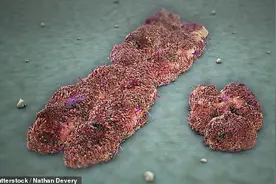 Y染色体存在基因变异的男性 不育概率是其他男性九倍图片