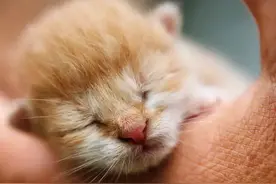 揭秘：猫咪长大了会是什么样子呢？图片