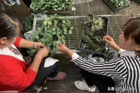 科技“做媒”黄瓜“嫁”南瓜图片