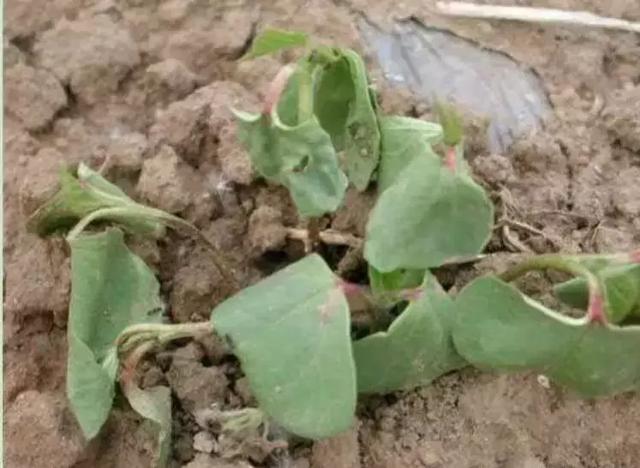 浣庢俯鍐峰瀵规鑺辩敓浜х殑褰卞搷锛屾€庝箞琛ユ晳锛屾€庢牱婊存按锛? onerror=