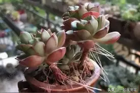 冬天多肉长气根，浇点水，喂点肥，长新叶肥嘟嘟图片