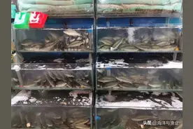 活鱼经72个小时的运输仍鲜活如初！广东这家水产企业到底什么来头？图片