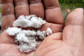 细白晶体柔似雪，晒干冲碎可入药！图片