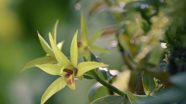 铁皮石斛适合什么人吃 2025年铁皮石斛适合什么人吃 7类人很适合