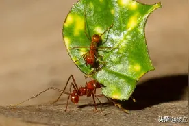蚂蚁也会种地？地球上的第二大农业社会，带着“嫁妆”去创业图片