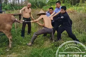 真正的“扯牛犊”！一群壮汉，合力帮难产的母牛生小牛图片
