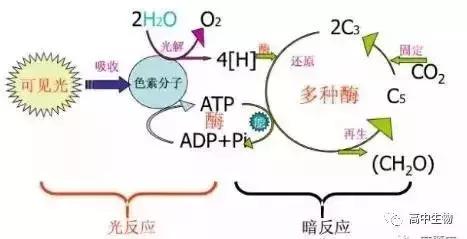 「期末考有救了」考试必备生物计算公式，还不收着？