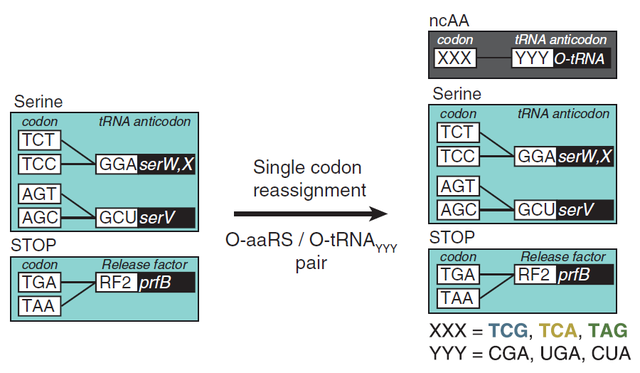 上帝之手！改写遗传密码，在蛋白质中加入新的非天然氨基酸
