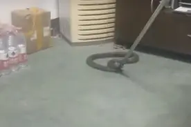 浙江一工厂惊现1.5米长眼镜蛇！毒性有多猛？被咬了怎么办？图片