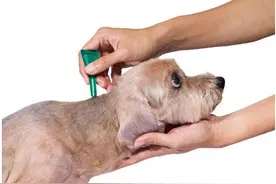 狗狗驱虫的办法，以及用药禁忌图片