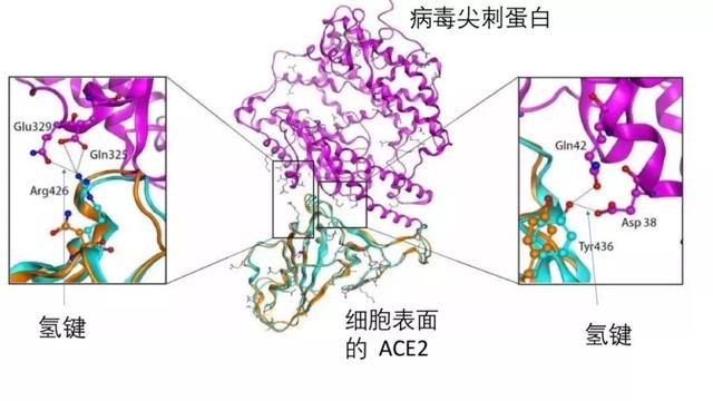 疑问：新冠肺炎病毒靠什么感染细胞？